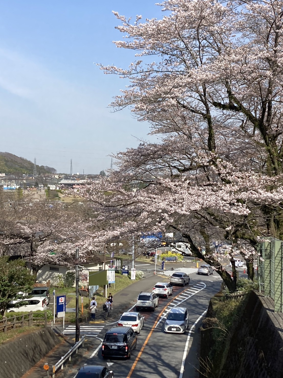 相模原の桜・春の花おすすめスポット　津久井湖城山公園・かたくりの里