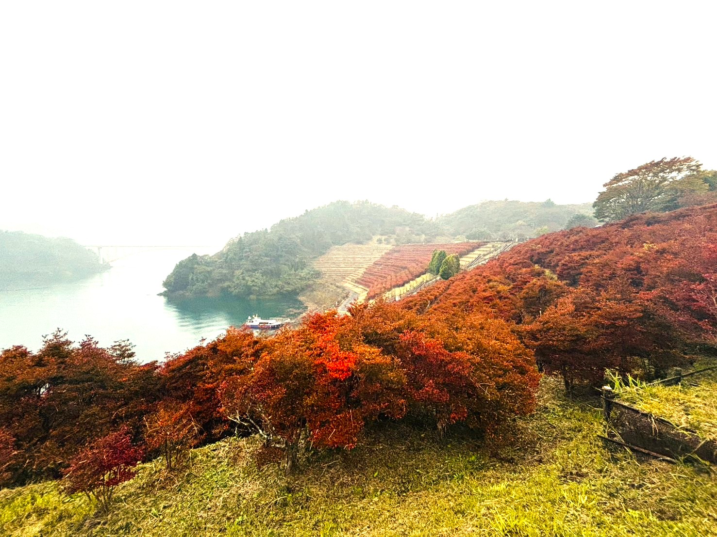 宮ケ瀬湖、鳥井原苑池のドウダンツツジを見てきました