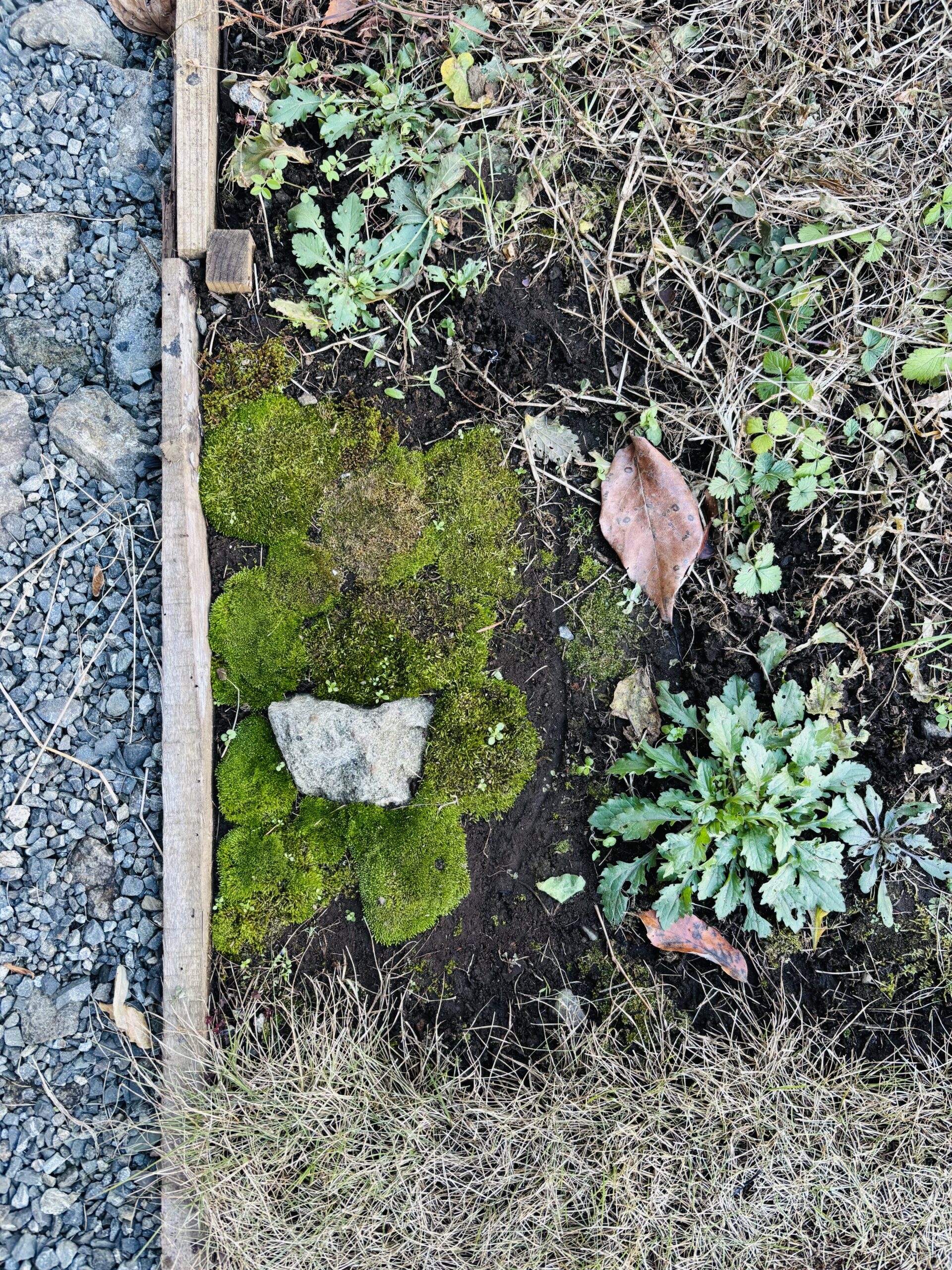 庭で苔の栽培