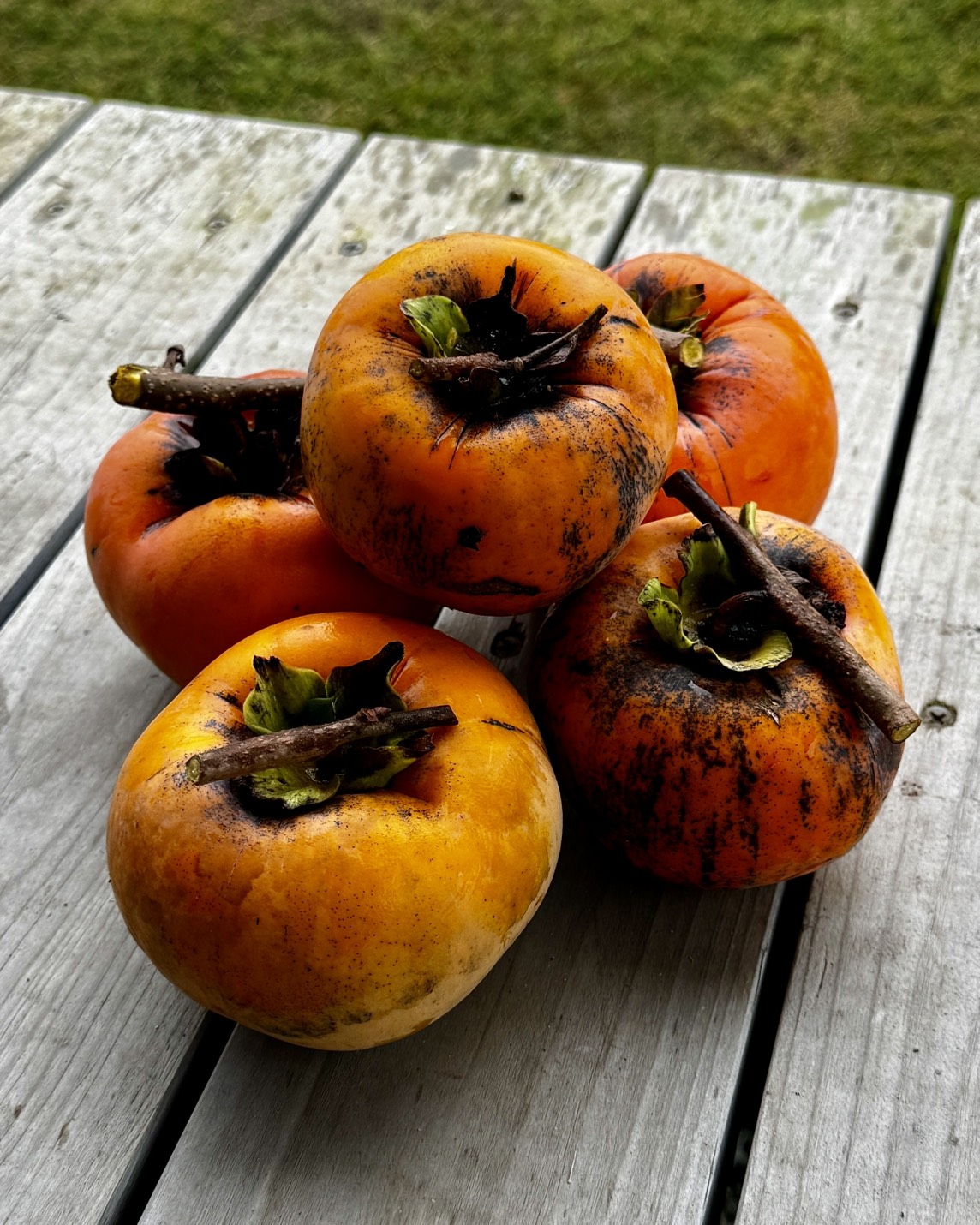 柿の実を収穫しました