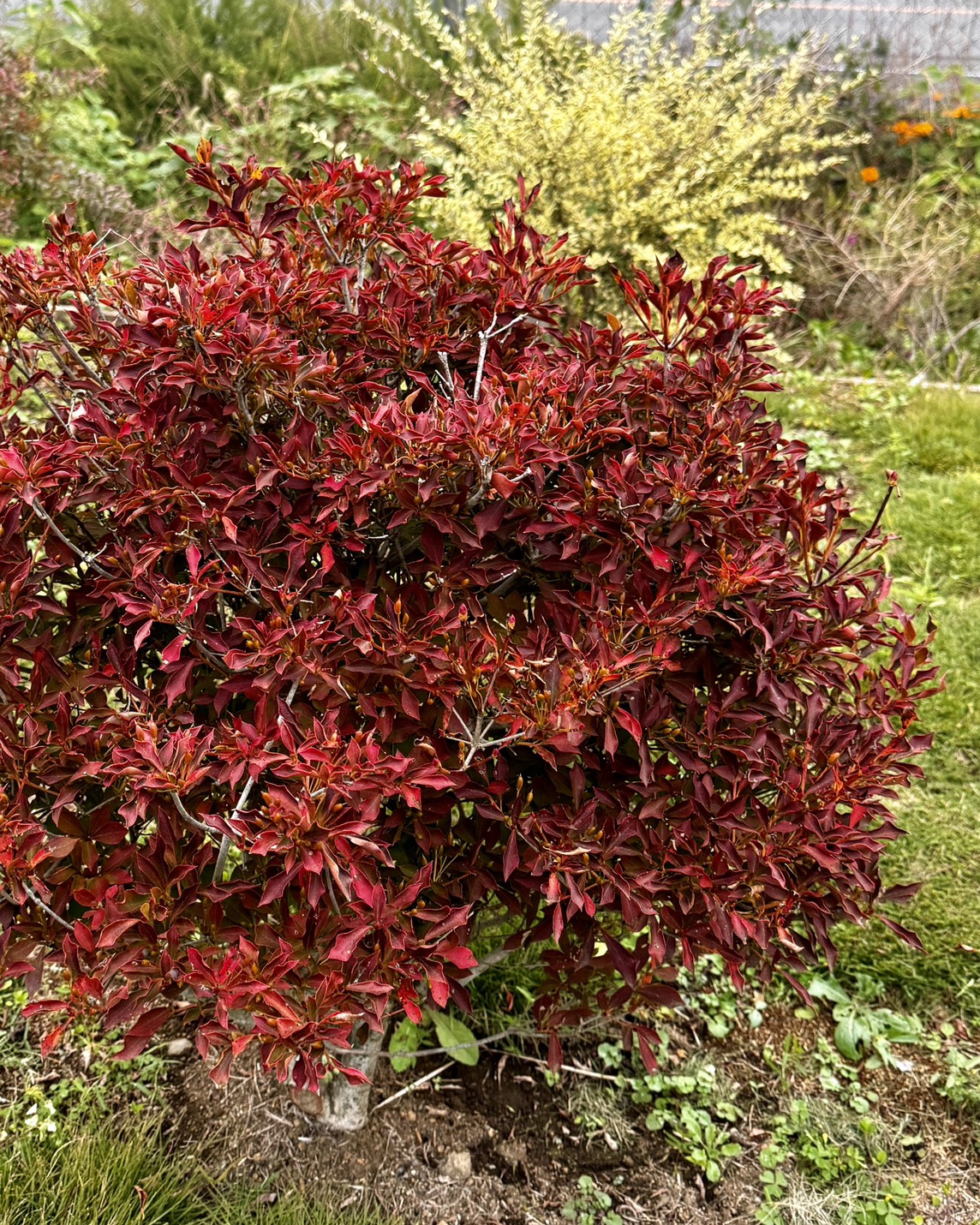 庭の木々が色づいてきました