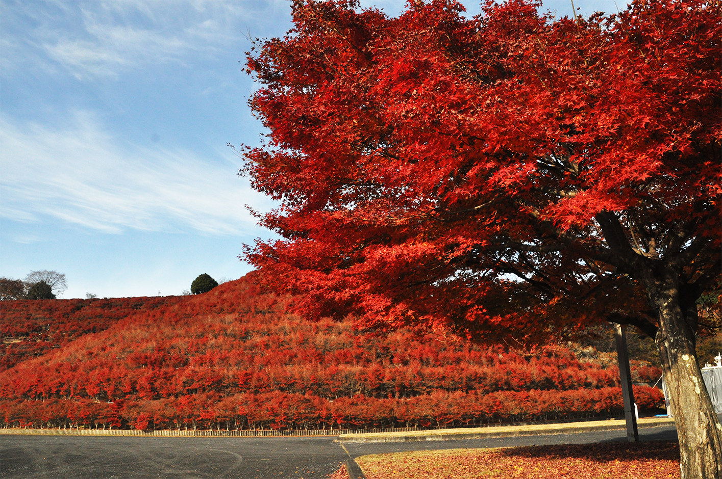 11月、鳥居原園地のドウダンツツジ