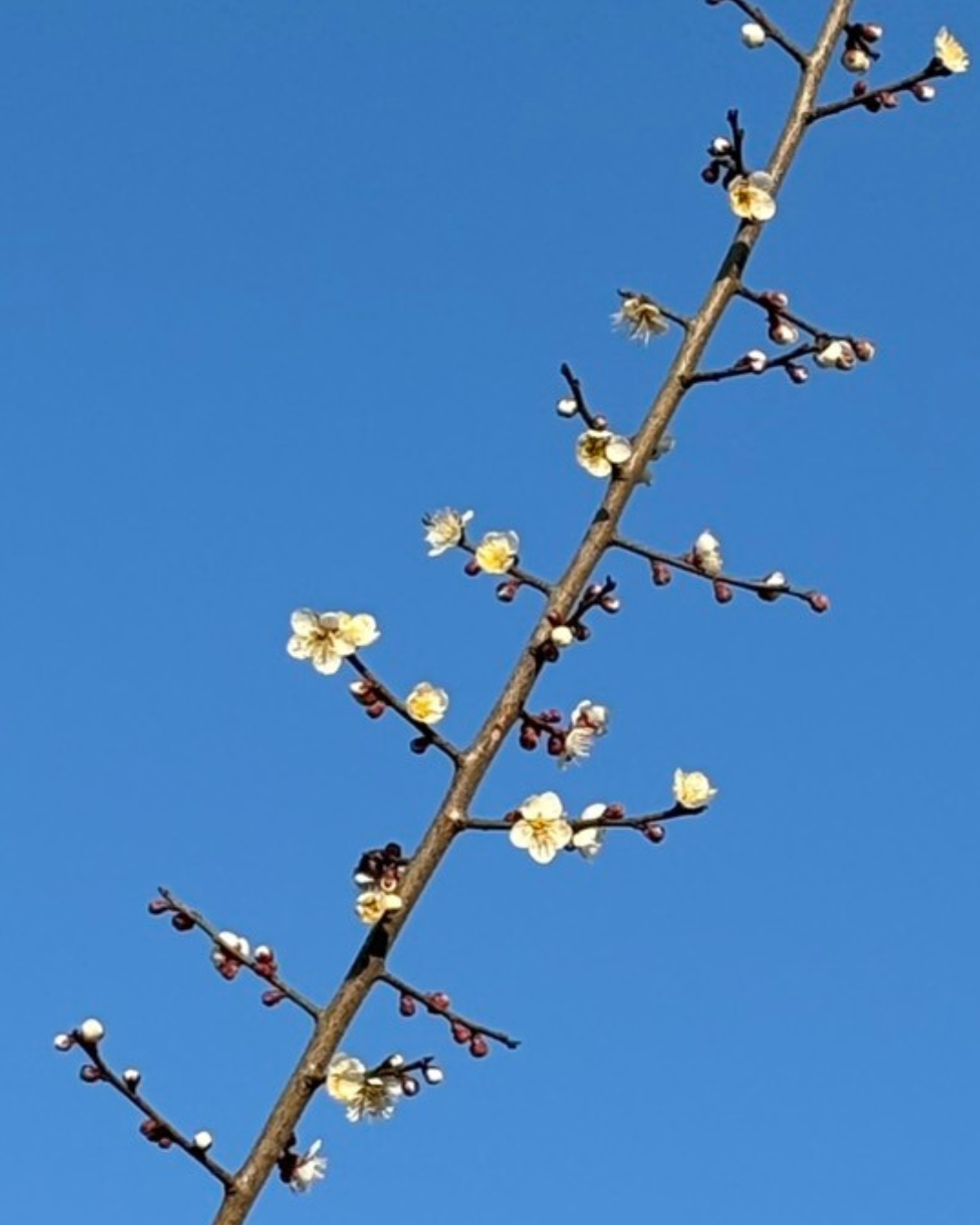 散歩をしながら見つけた梅の花