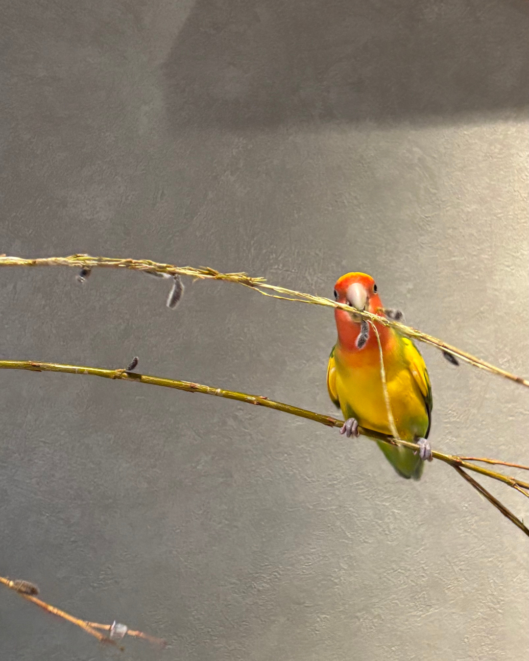 手渡された、春の予兆