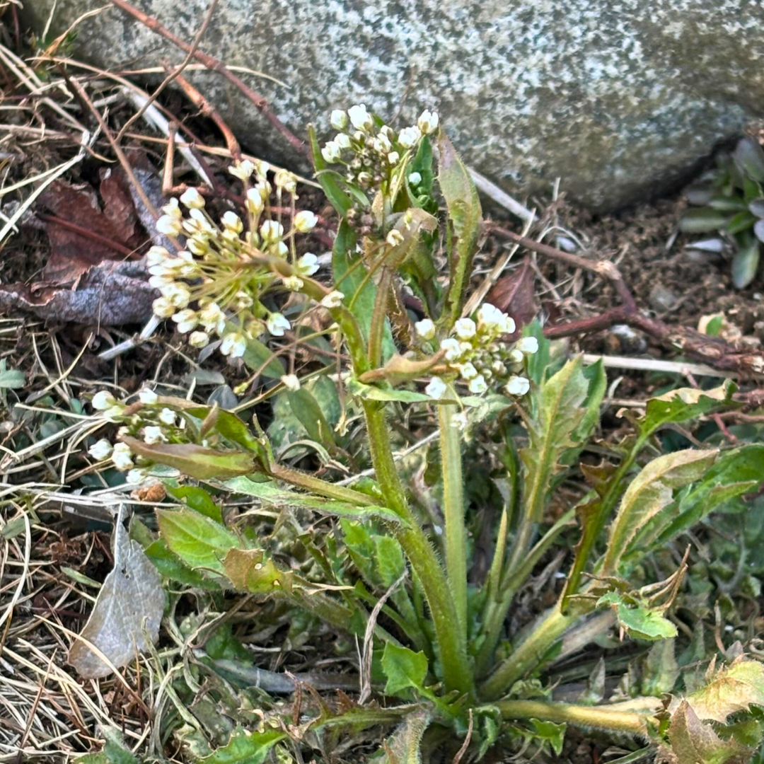 小さな花と、大きな仕事