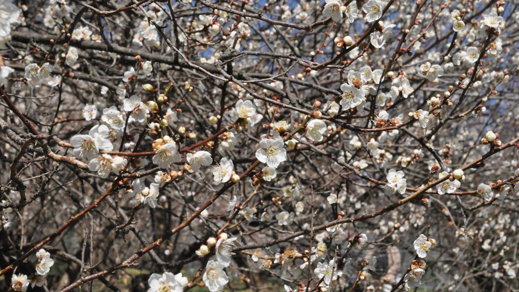 【本沢梅園】一期一会の白、一瞬の美しさを享受する
