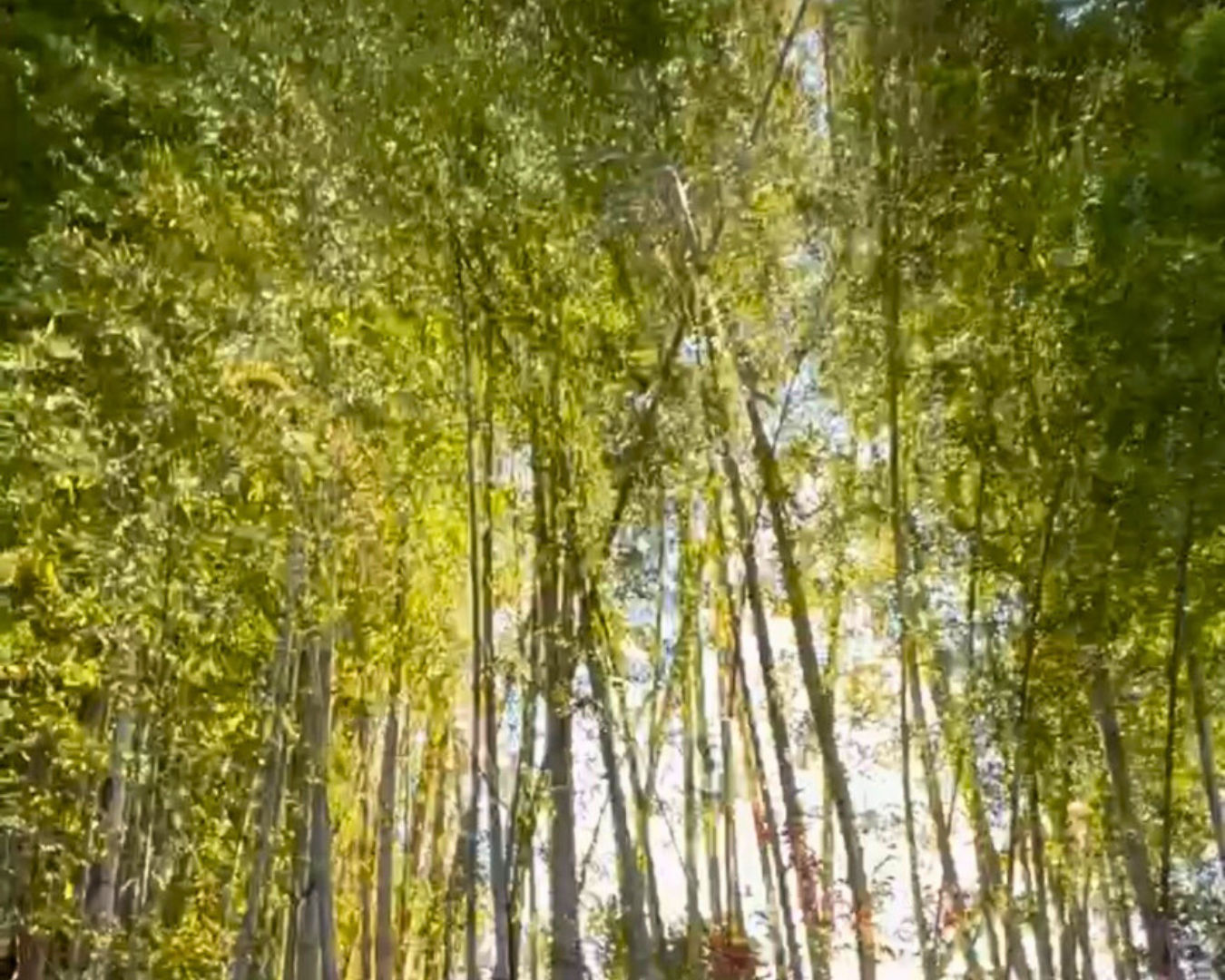 竹林から差す、柔らかな陽光