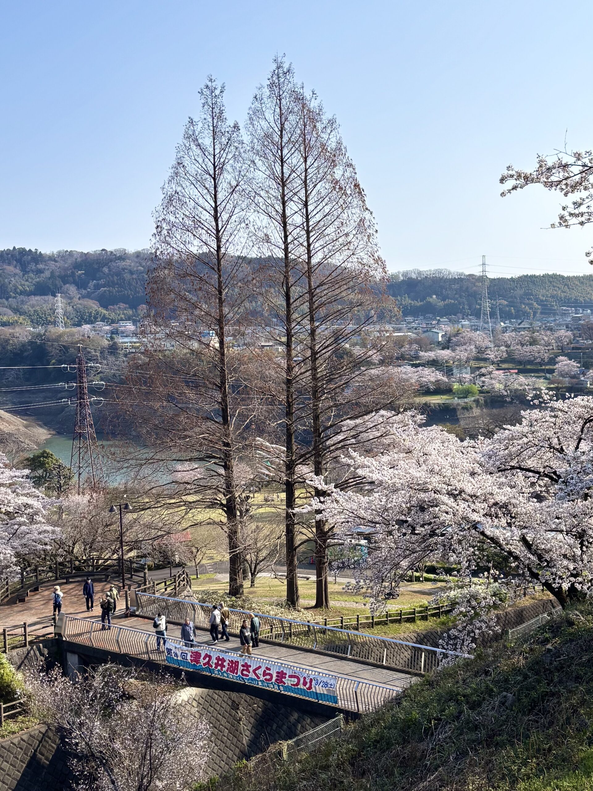津久井湖のメタセコイヤ