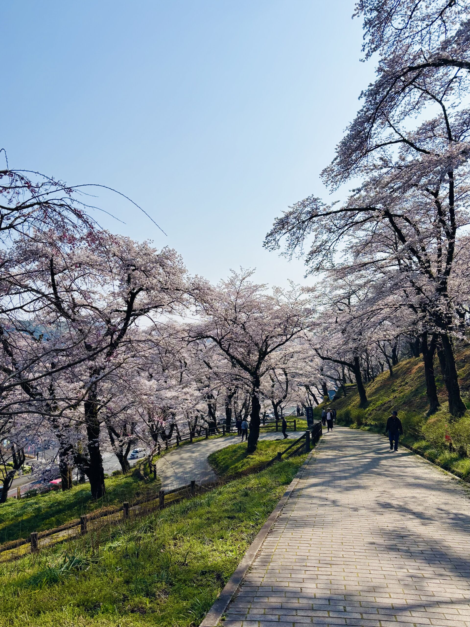 津久井湖の桜