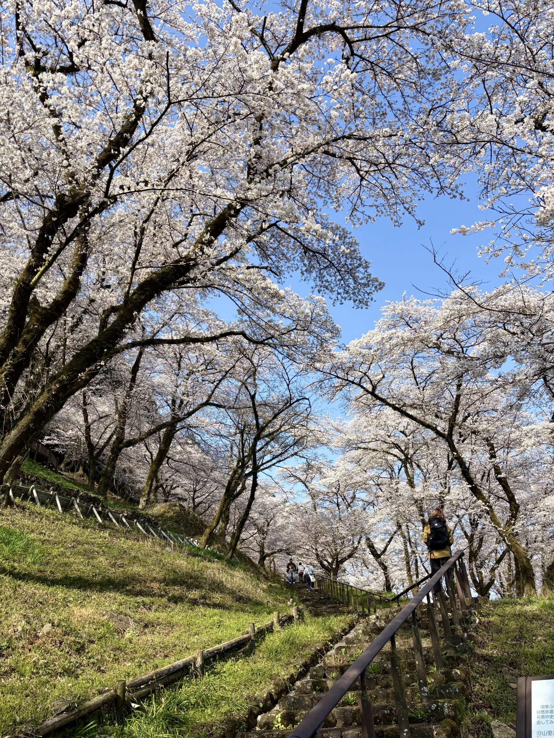 津久井湖の桜とシンボル木、メタセコイア