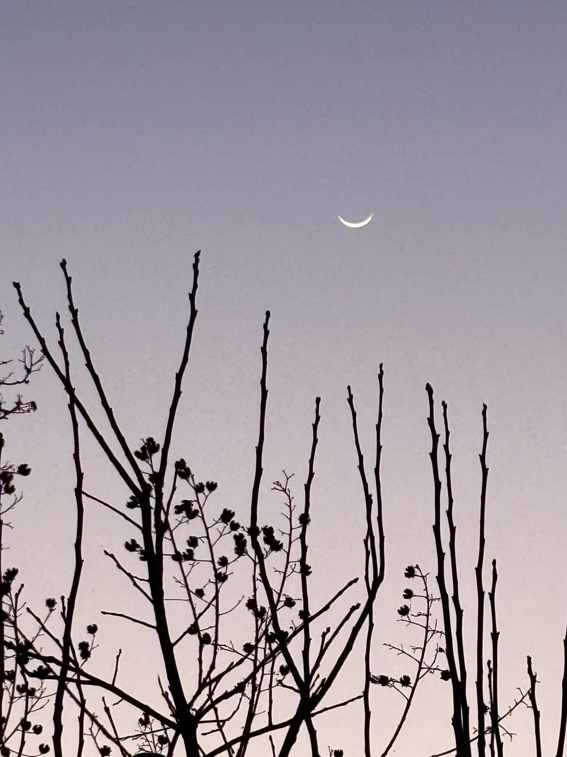 青野原の春のはじまりと、小さな楽しみを重ねる週末