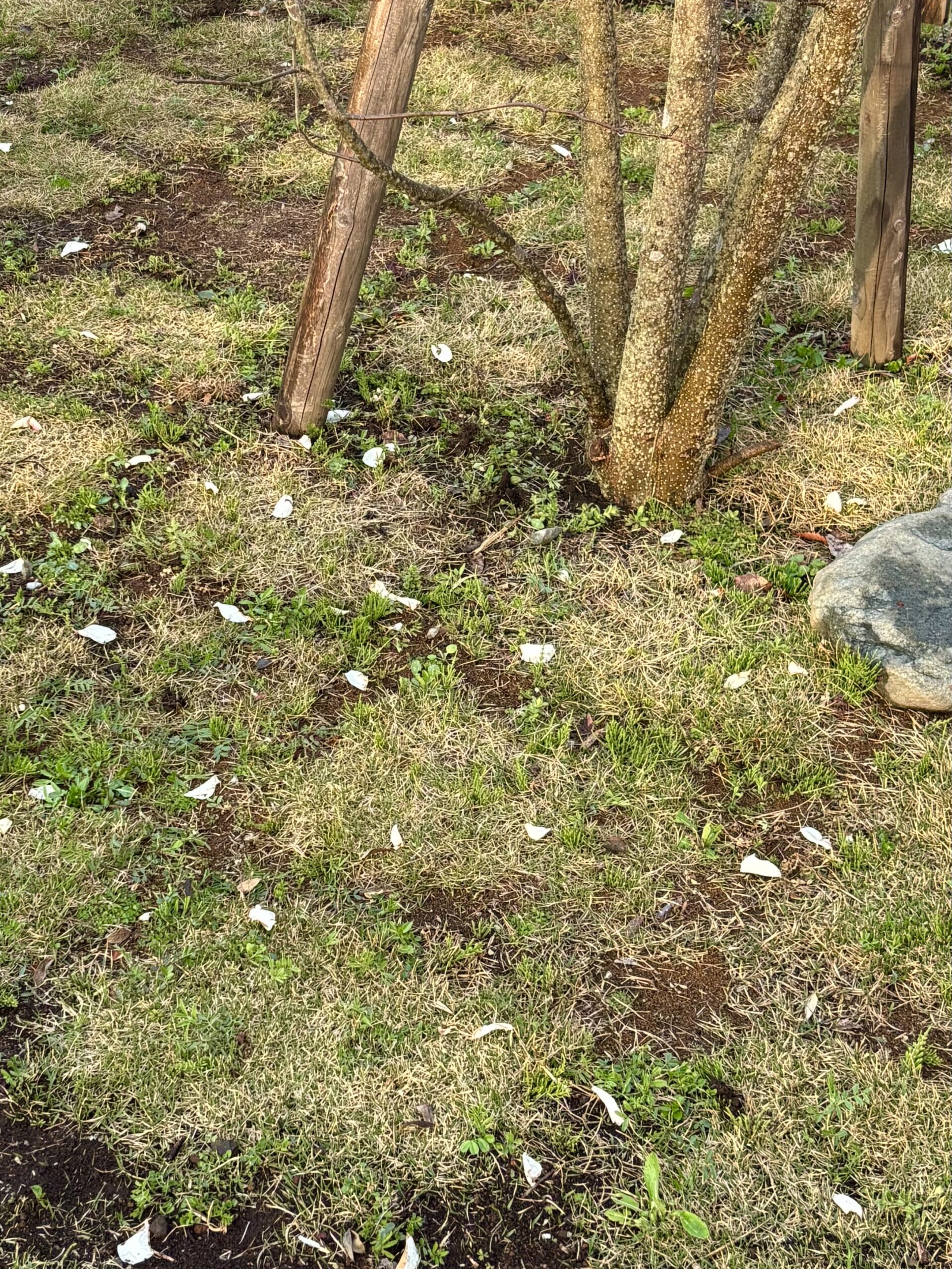 モッケヤの庭に散るこぶしの花びら