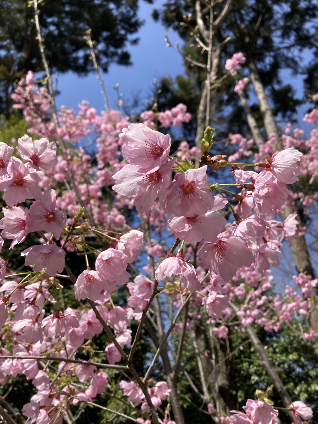 城山かたくりの里 ピンクの花