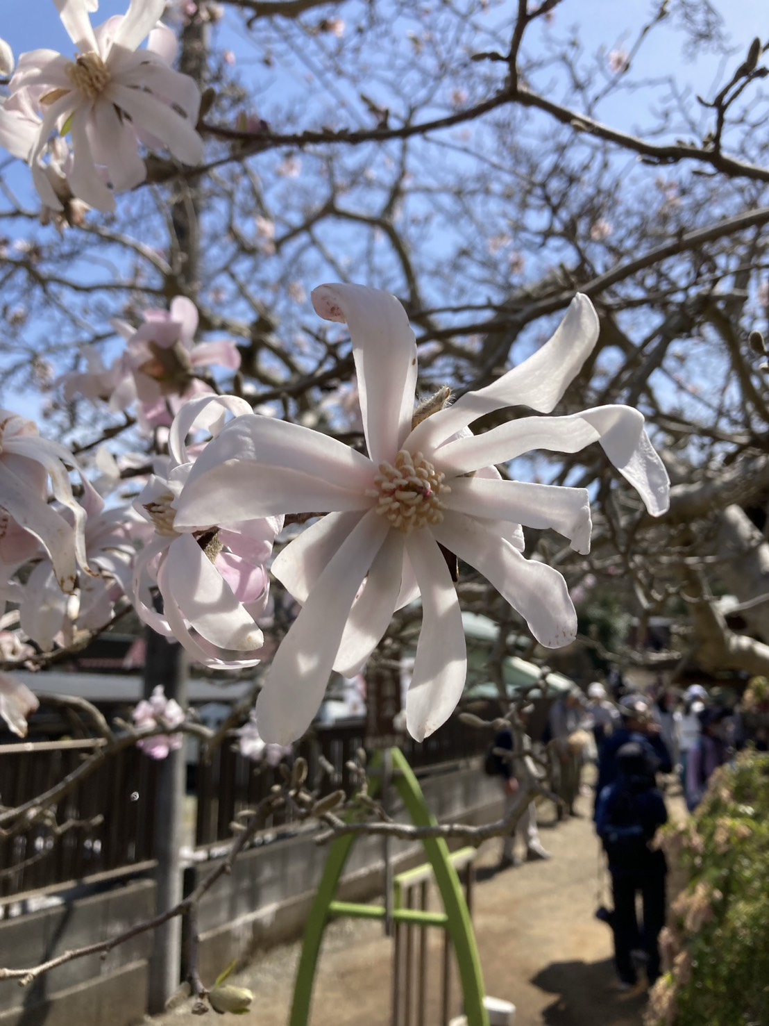 城山かたくりの里 白い花