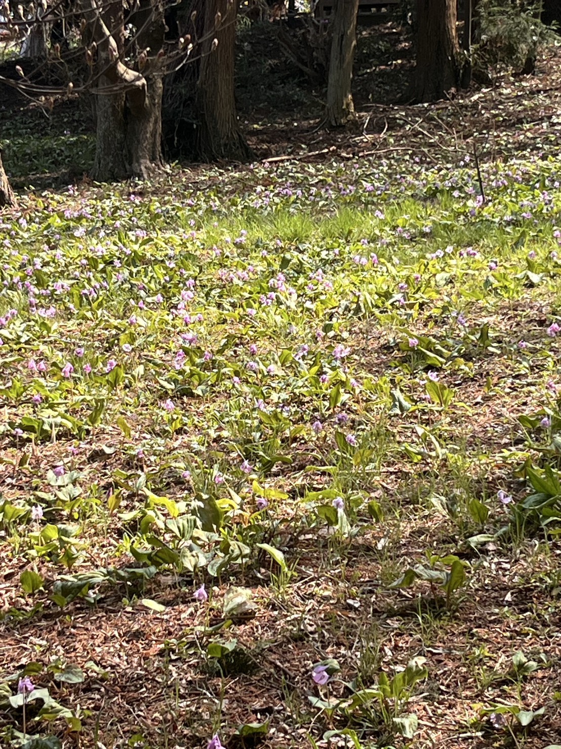 城山かたくりの里 群生するかたくり