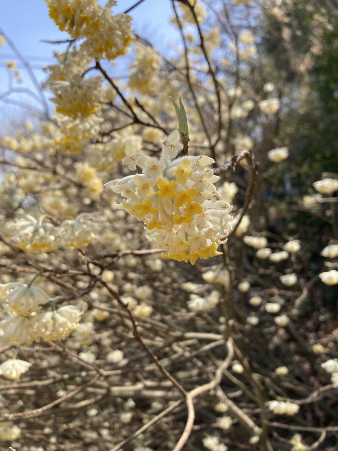 城山かたくりの里 薄黄色の花