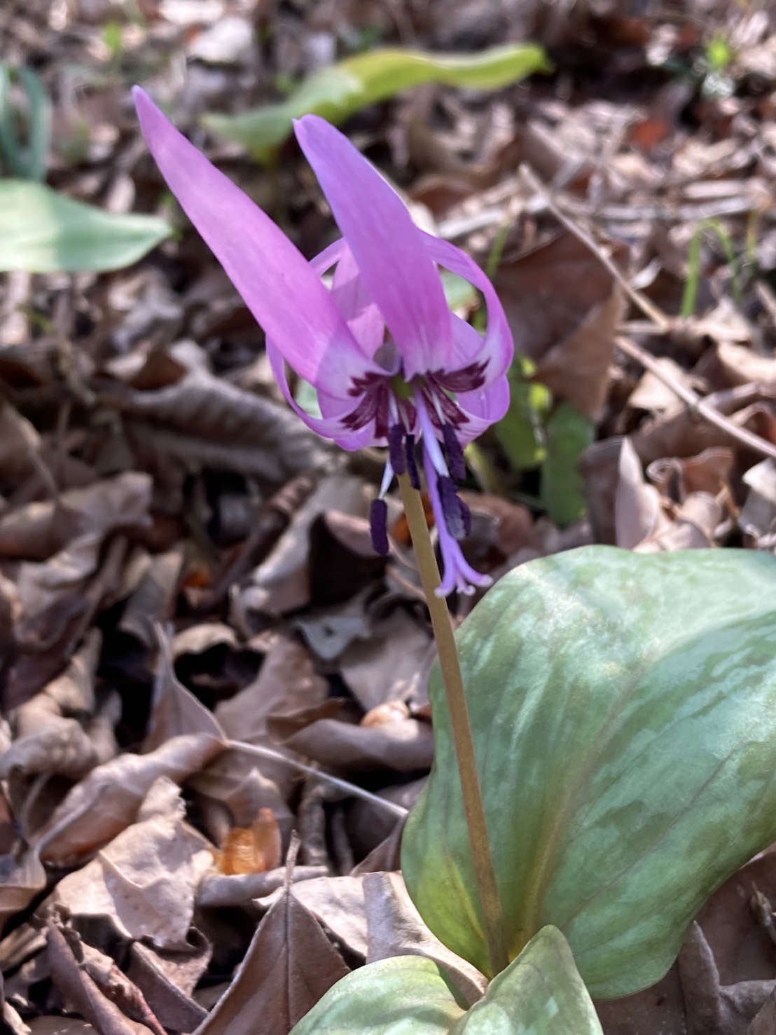 城山かたくりの里 かたくりの花
