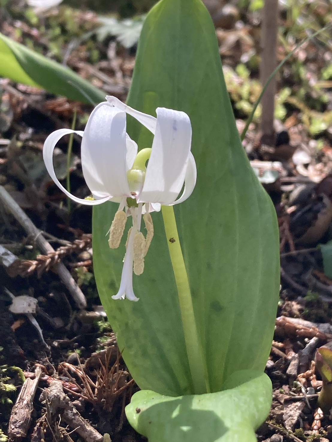 花開くまで7年。MOKKEJAスタッフが訪ねた、かたくりの里　薄紫の絨毯