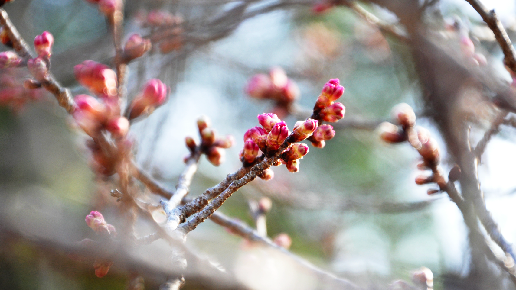 相模川自然の村公園内、河津桜の濃いピンク色のつぼみ