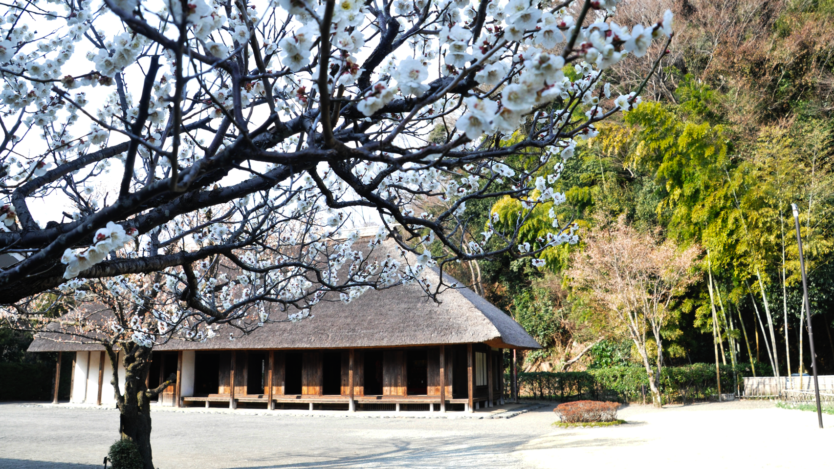 梅の花の向こうに見える、相模川自然の村公園内　古民家園