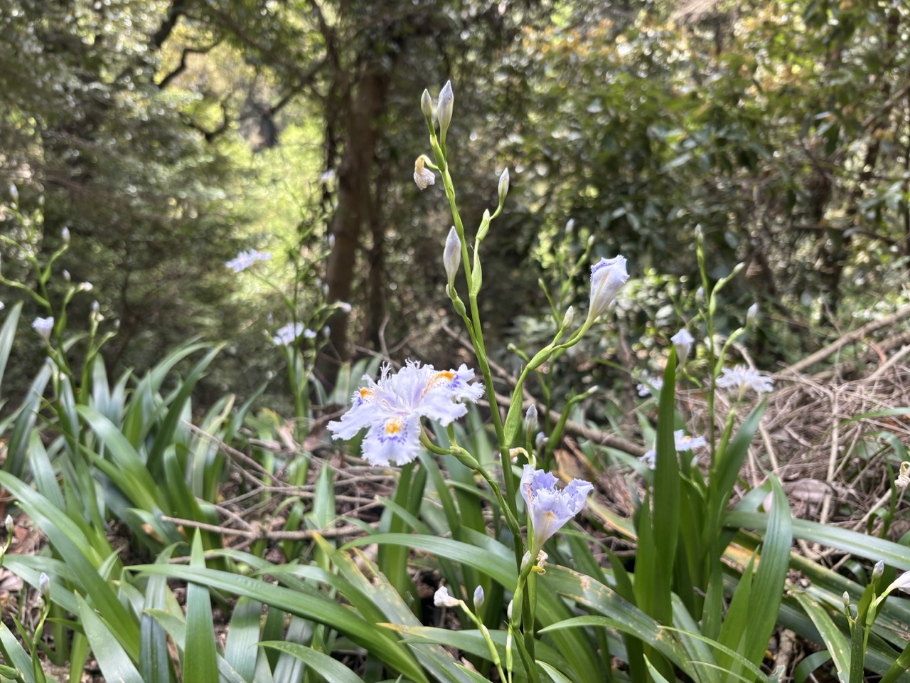 高尾山　シャガの花
