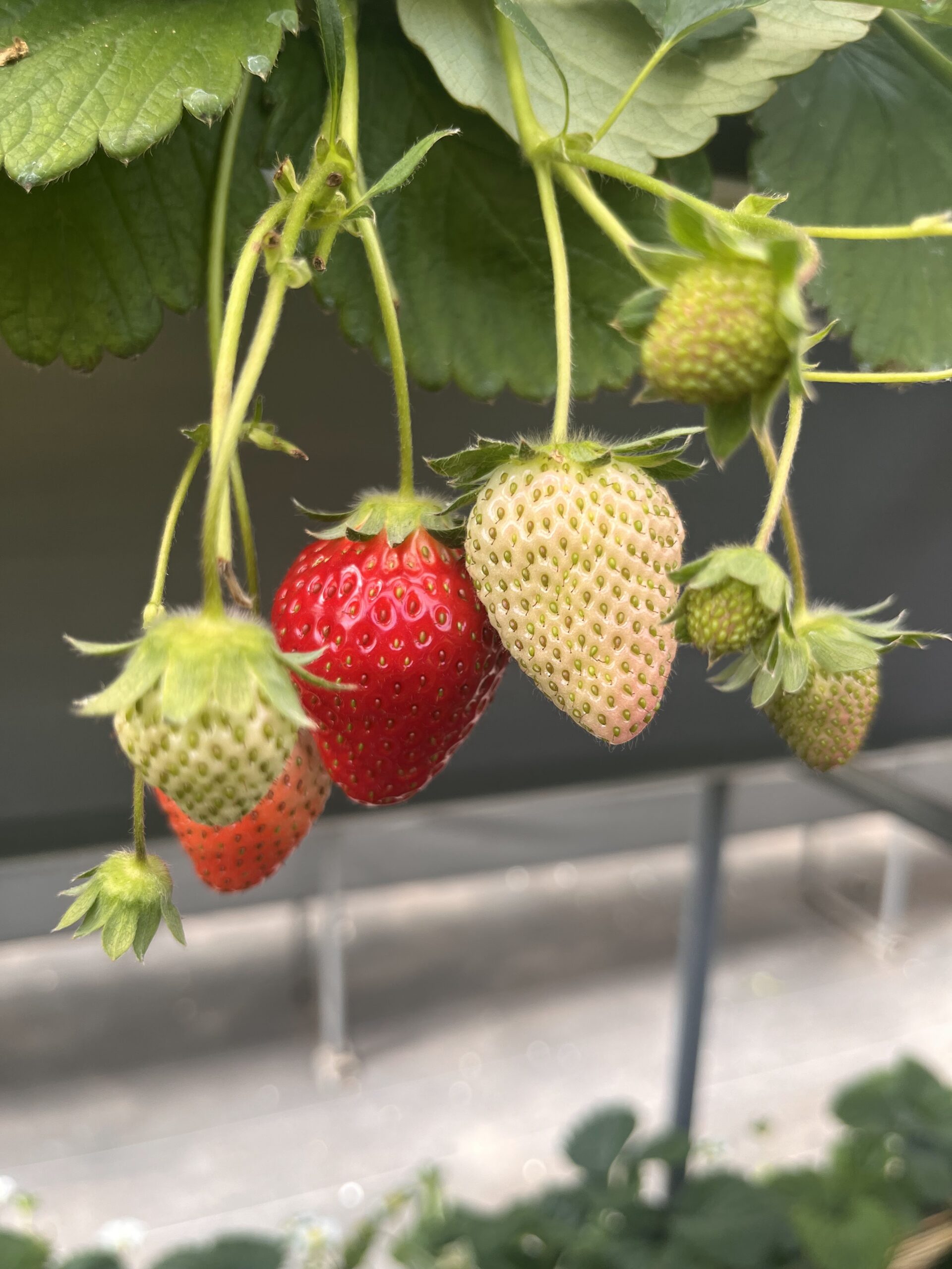 相模原のいちご狩り　家族のことが考えられた、優しい場所（いちごの郷　中里農園）