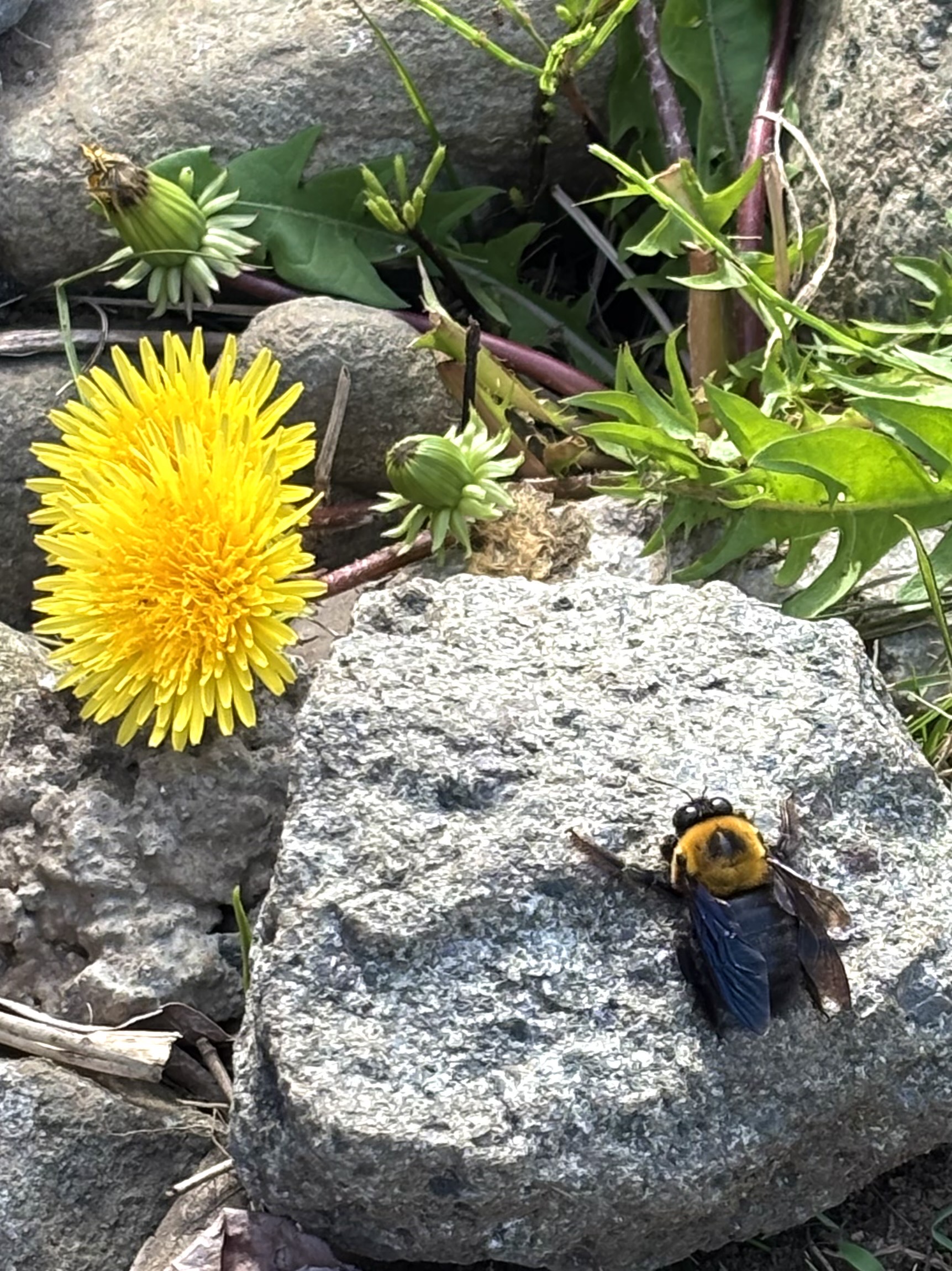 青野原をあるく。散歩道で見つけた、春の色の「ひみつ」