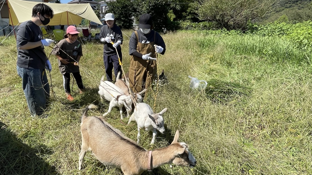 ヤギに草刈りをしてもらう様子