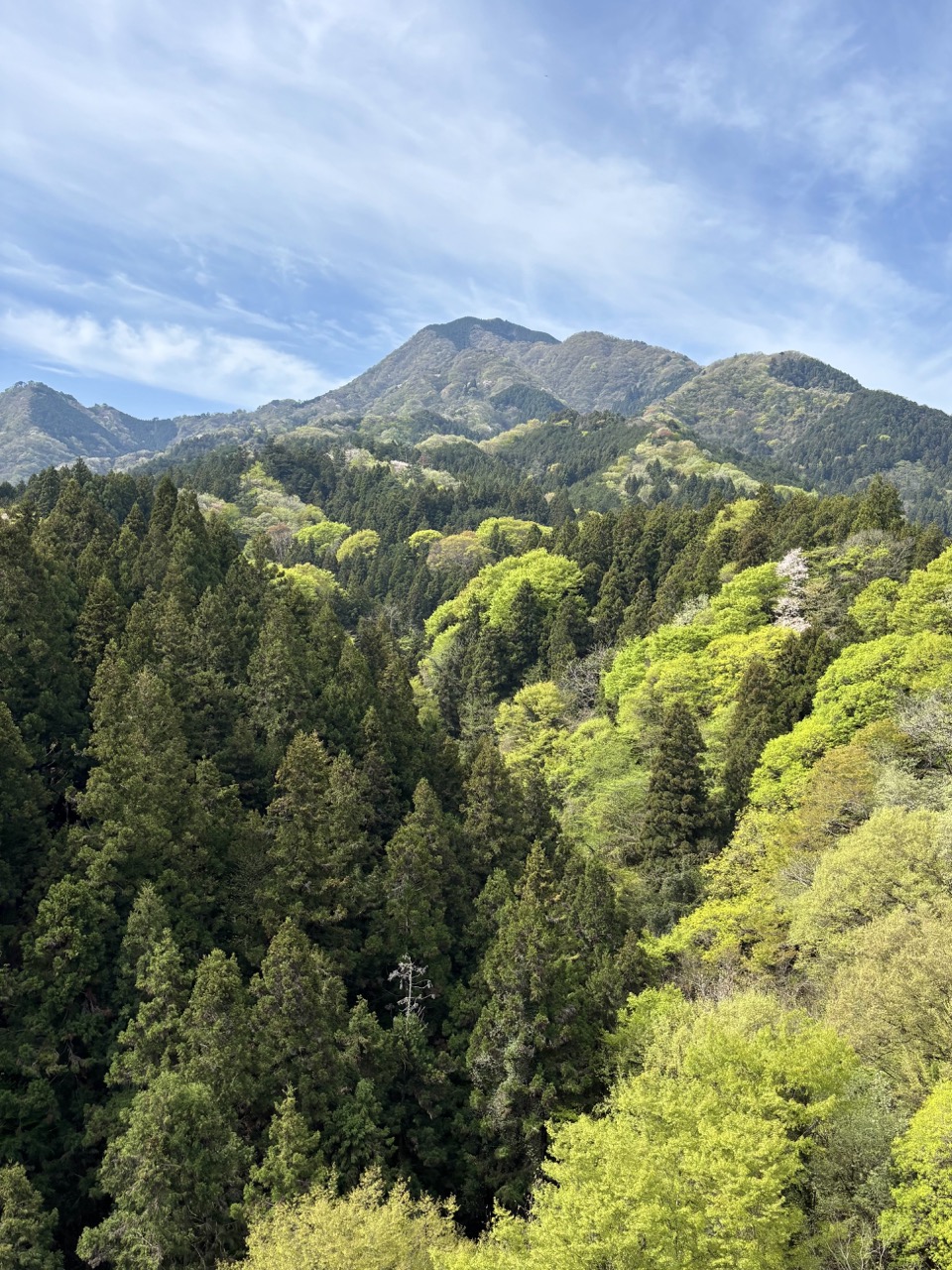 青野原をあるく。今しかない、新緑の軽やかさ
