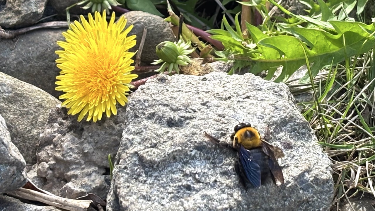 たんぽぽと昆虫
