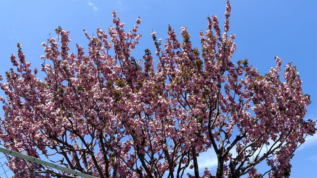 木に咲くピンクの花
