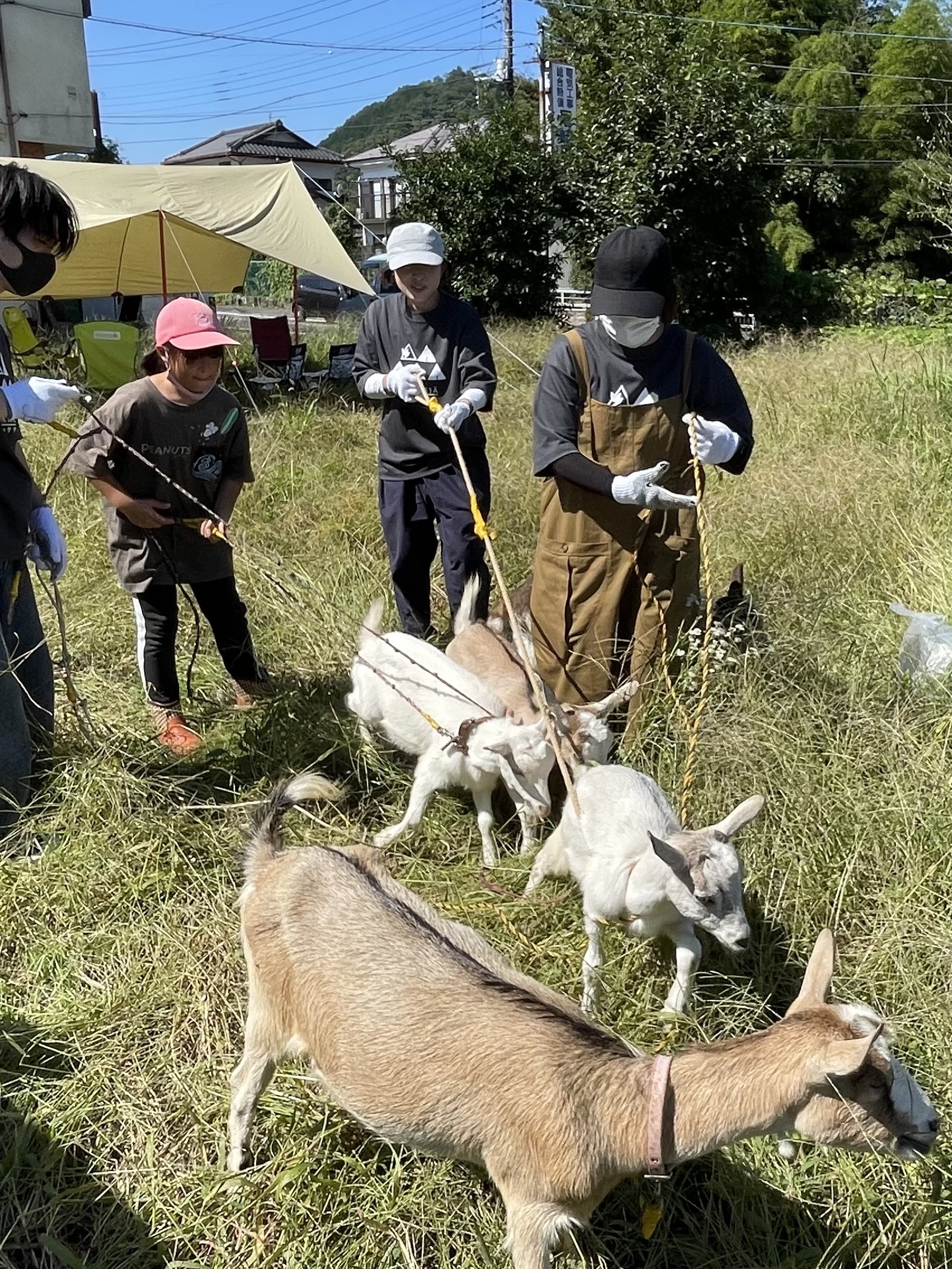 ヤギから電動へ。夫の「草と戦った」2年間の記録