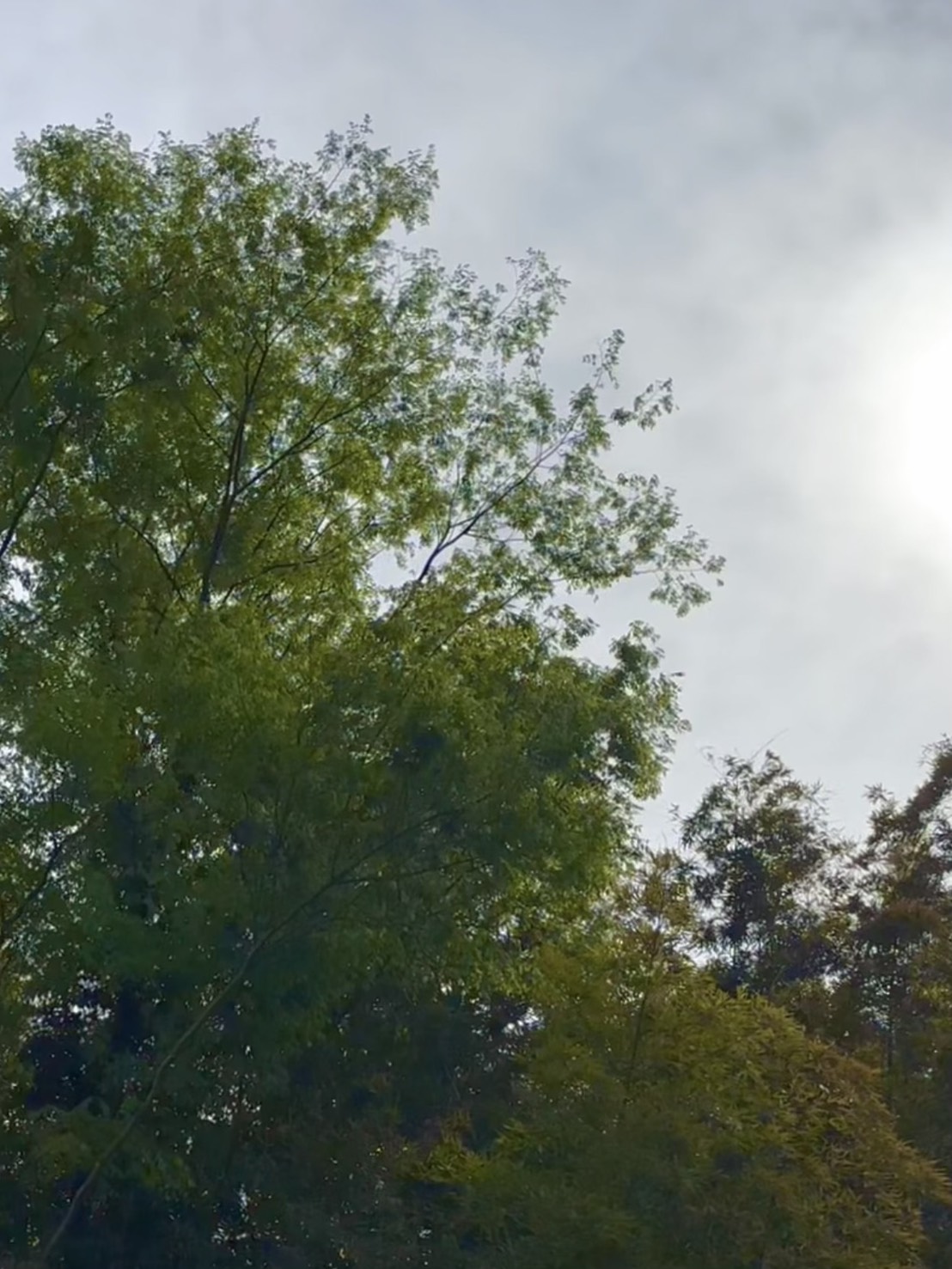 春の音に誘われて。散歩道で見つけた小さな癒やし