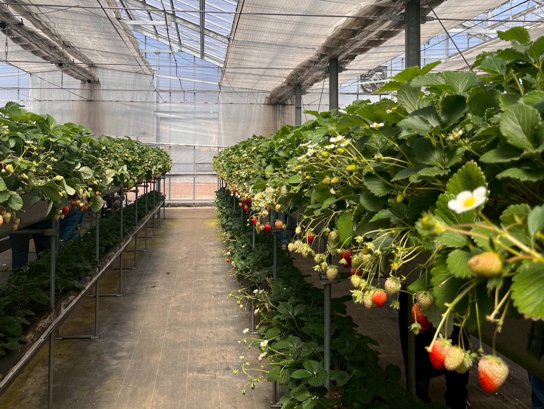 中里農園　上下2段のいちごの苗