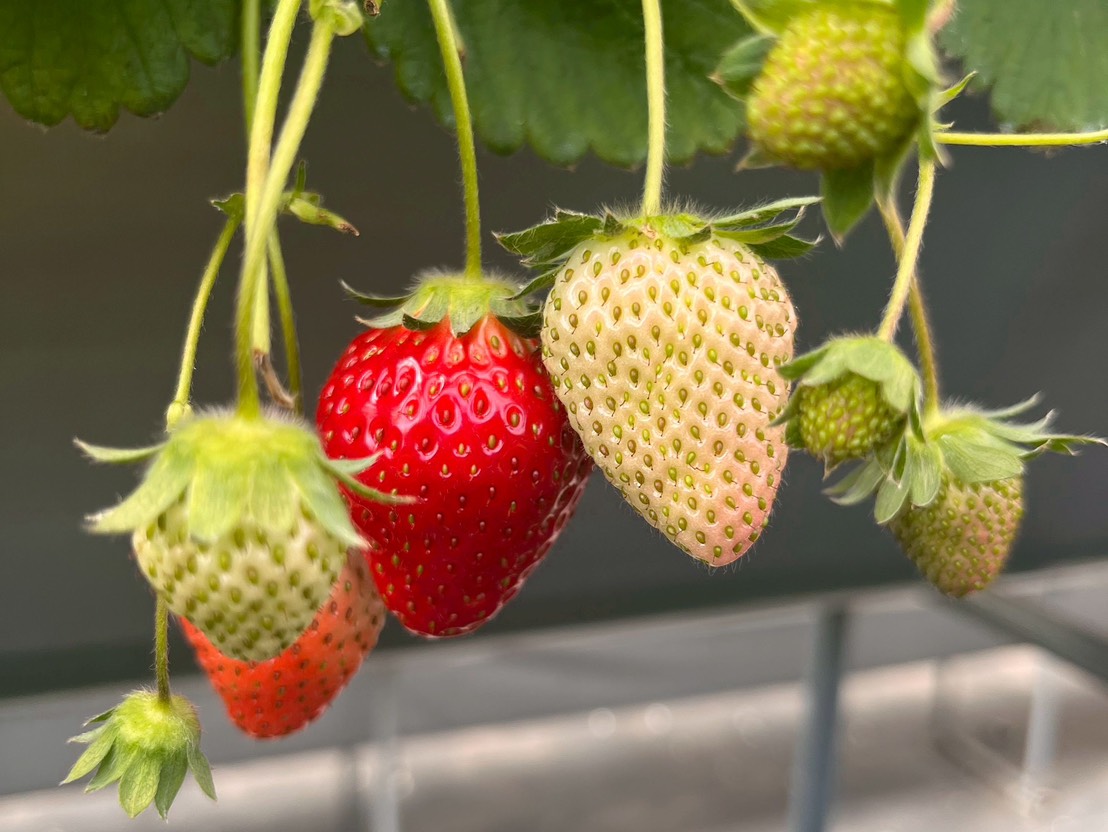 いちご農園のいちご　赤いいちごと、熟れる前のいちご