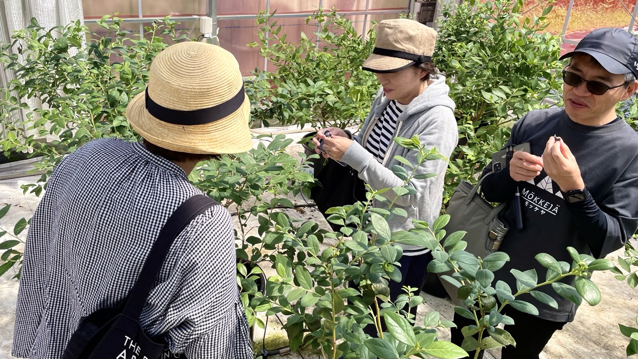 さがみこベリーガーデンでブルーベリー狩りをする人