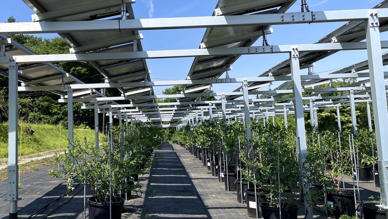 さがみこベリーガーデン　ブルーベリーの鉢