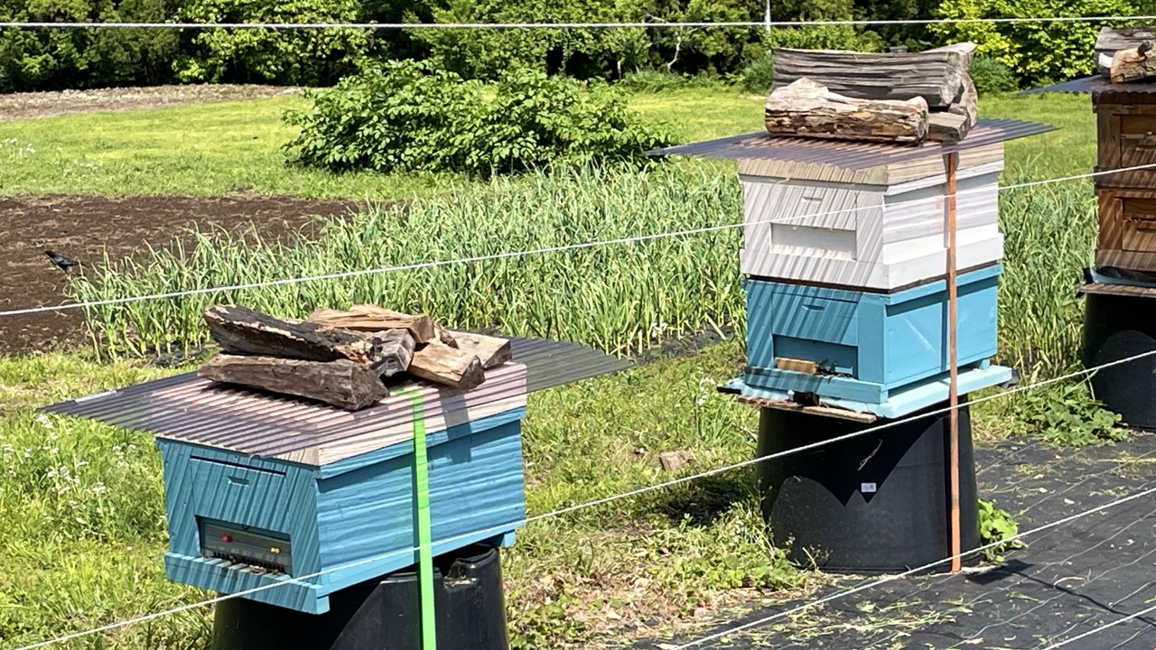 さがみこベリーガーデン　養蜂箱