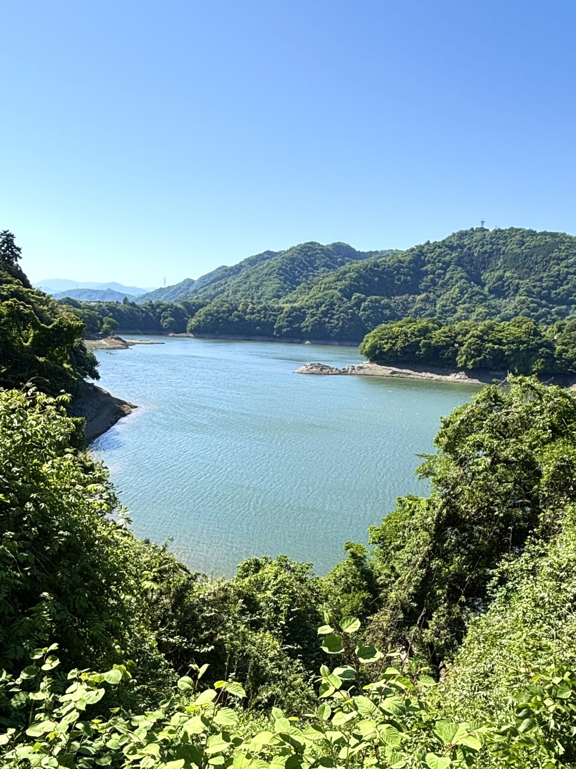 緑の海を、突き抜ける。津久井湖こいのぼり