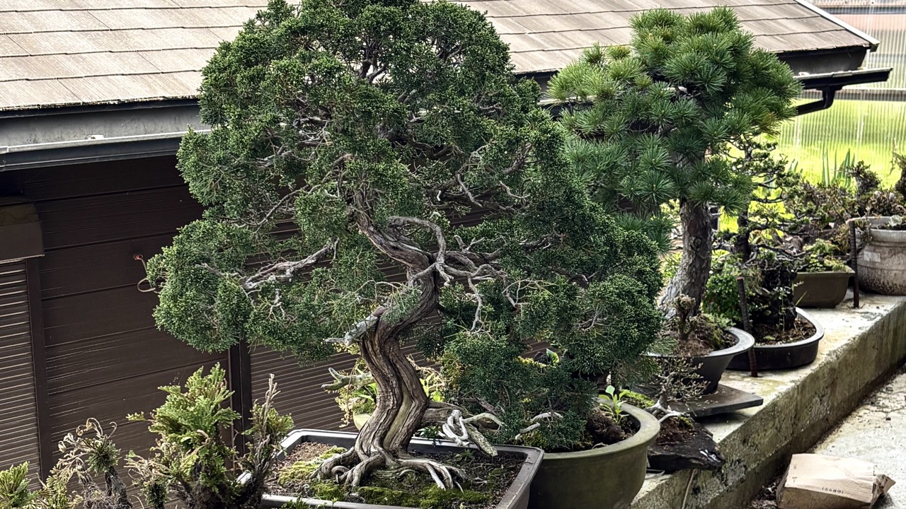 盆栽