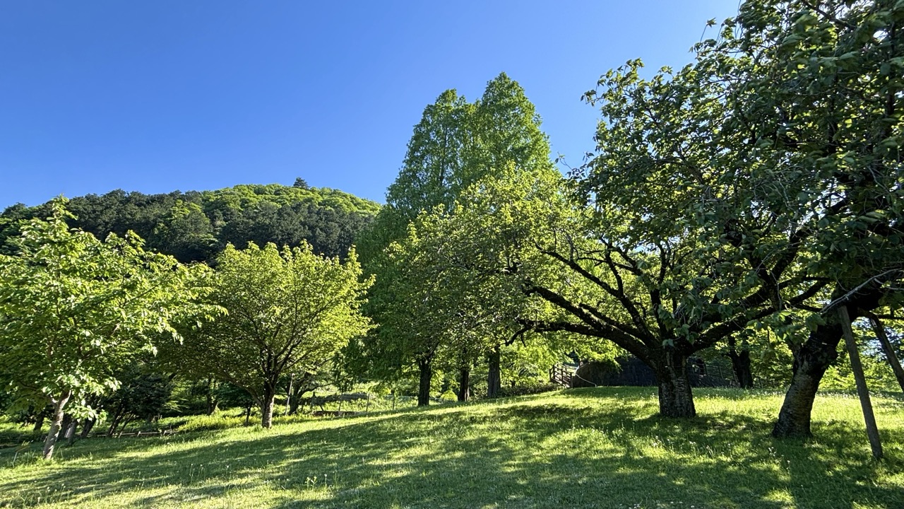津久井湖の公園・初夏の新緑